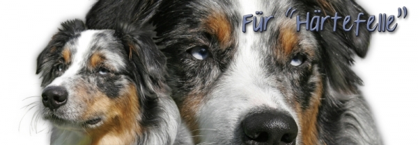 Spardose Australian Shepherd #7